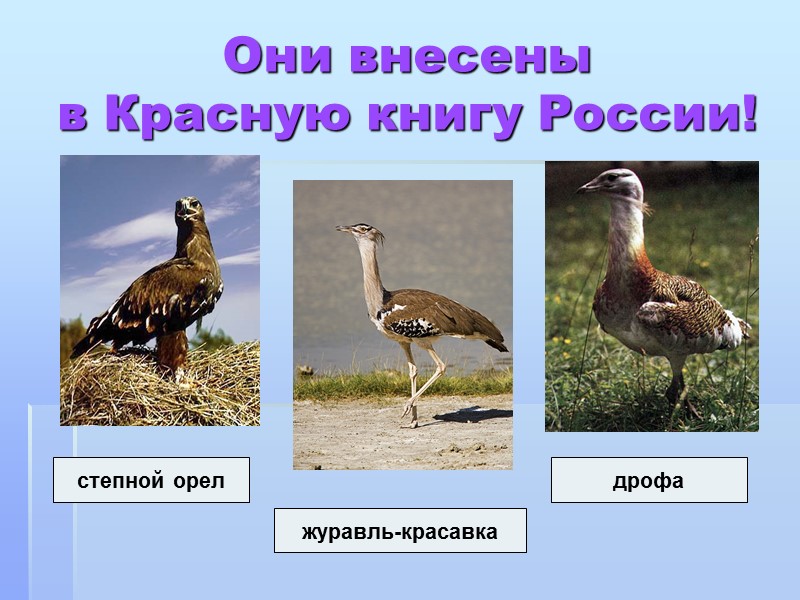 Они внесены  в Красную книгу России! журавль-красавка дрофа степной орел